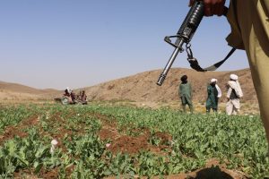 Afghanistan Poppy Cultivation