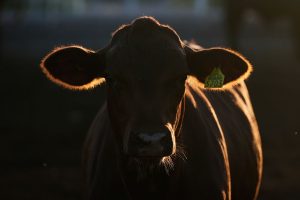 Screwworm Cattle Imports