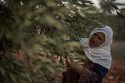 APTOPIX Israel Palestinians West Bank