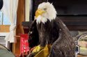 Bald Eagle Jackie Death