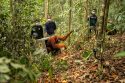 Indonesia Wildfires Orangutans