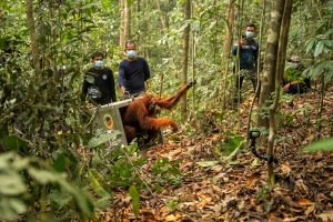 Indonesia Wildfires Orangutans