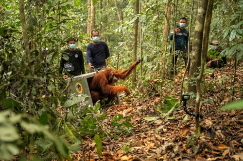 Indonesia Wildfires Orangutans