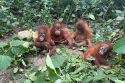 Indonesia Orangutans