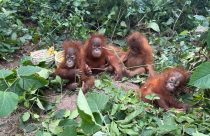 Indonesia Orangutans