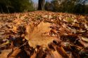Fall Foliage Maine