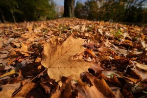 Fall Foliage Maine