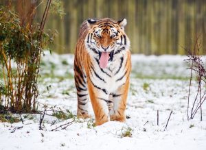 Britain Tiger
