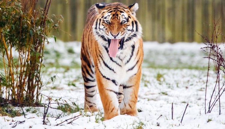 Britain Tiger