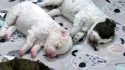 Finland Puppies Livestream