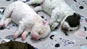 Finland Puppies Livestream