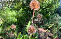 Gardening-Selective Fall Cleanup