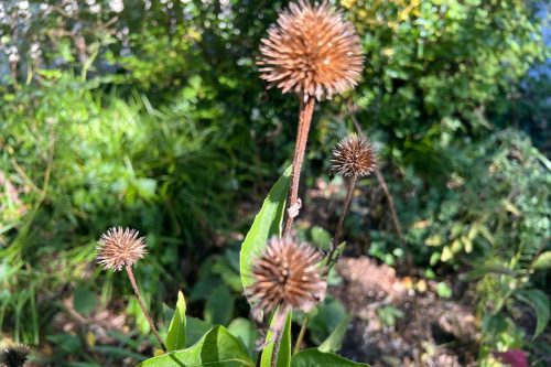 Gardening-Selective Fall Cleanup