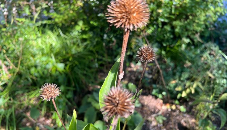 Gardening-Selective Fall Cleanup