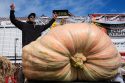 Giant Pumpkin Contest