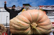 Giant Pumpkin Contest