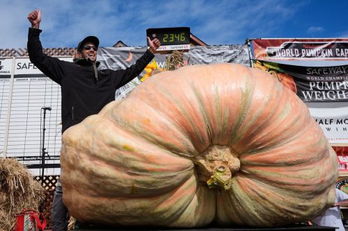 Giant Pumpkin Contest