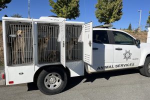Dogs turned over to Calaveras County Animal Services—CCAS photo