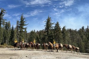Mule packers and mules working the Dome Fire—YNP photo