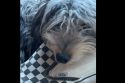 Riff sick before being taken to vet—CHS photo